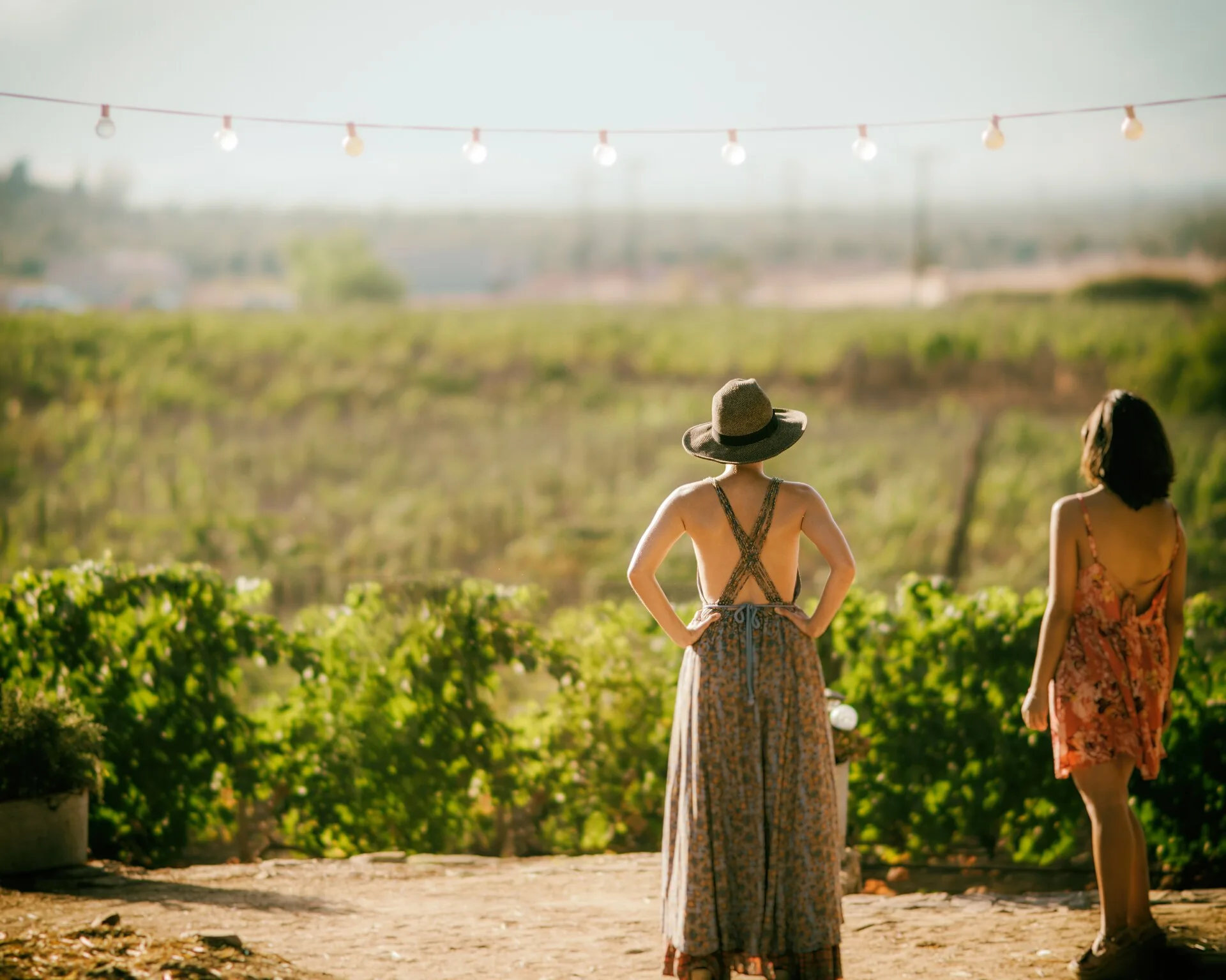 Vue sur un vignoble (photo d'illustration)