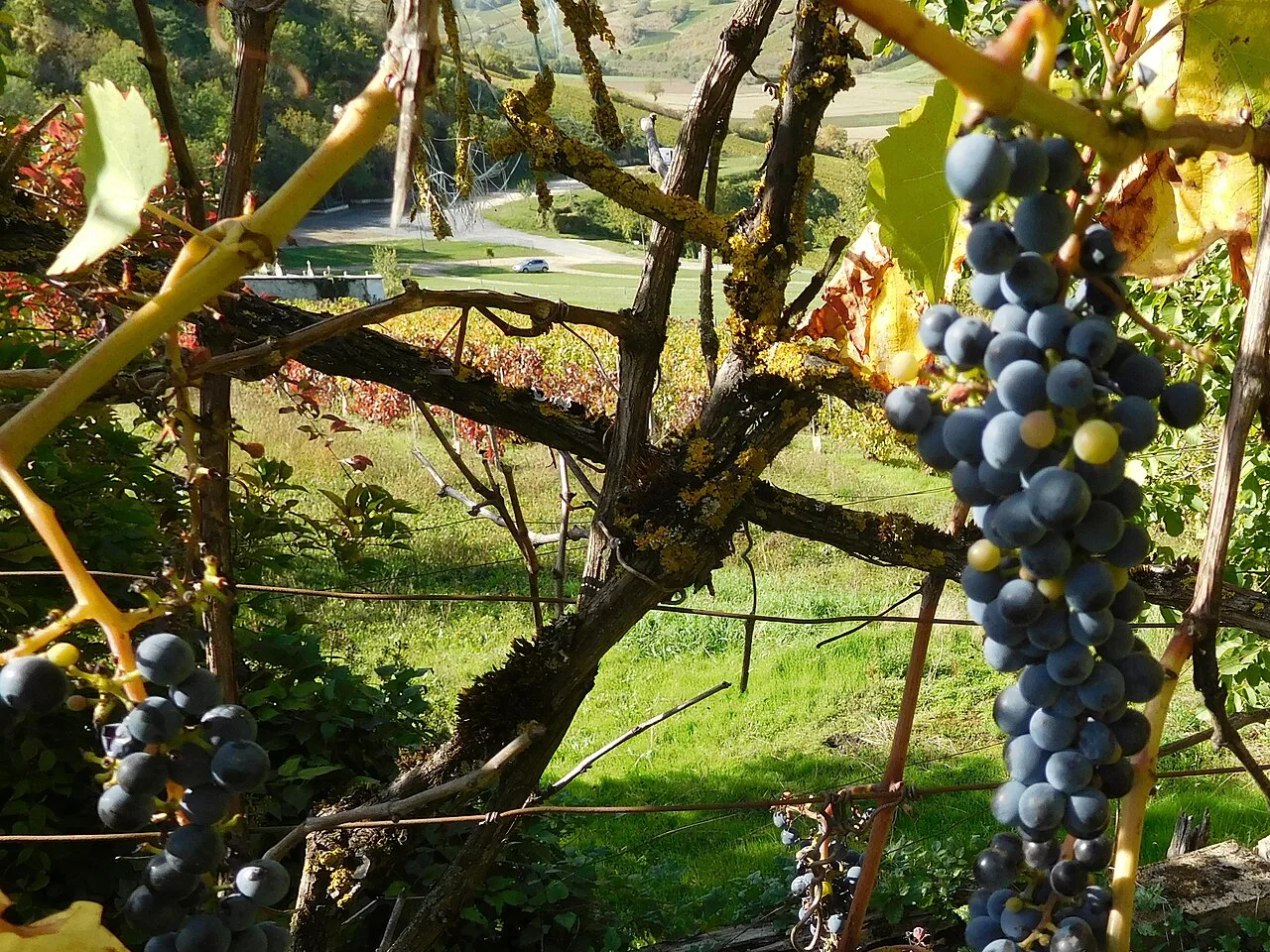 Rangs de vigne du Centre-Loire (photo d'illustration)
